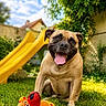 dog, grass, outdoor, toy, slide, sunny, happy, pet, playful, greenery, backyard, animal, canine, smiling, summer, nature, leaves, daytime, tongue_out, cute