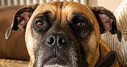 Doug participe au concours pour gagner de l'argent avec cette photo : dog, pet, brown_coat, indoor, sofa, resting, close_up, canine, face, ears, collar, paw, home, comfort, animal, looking, expression, furniture, domestic, relaxed