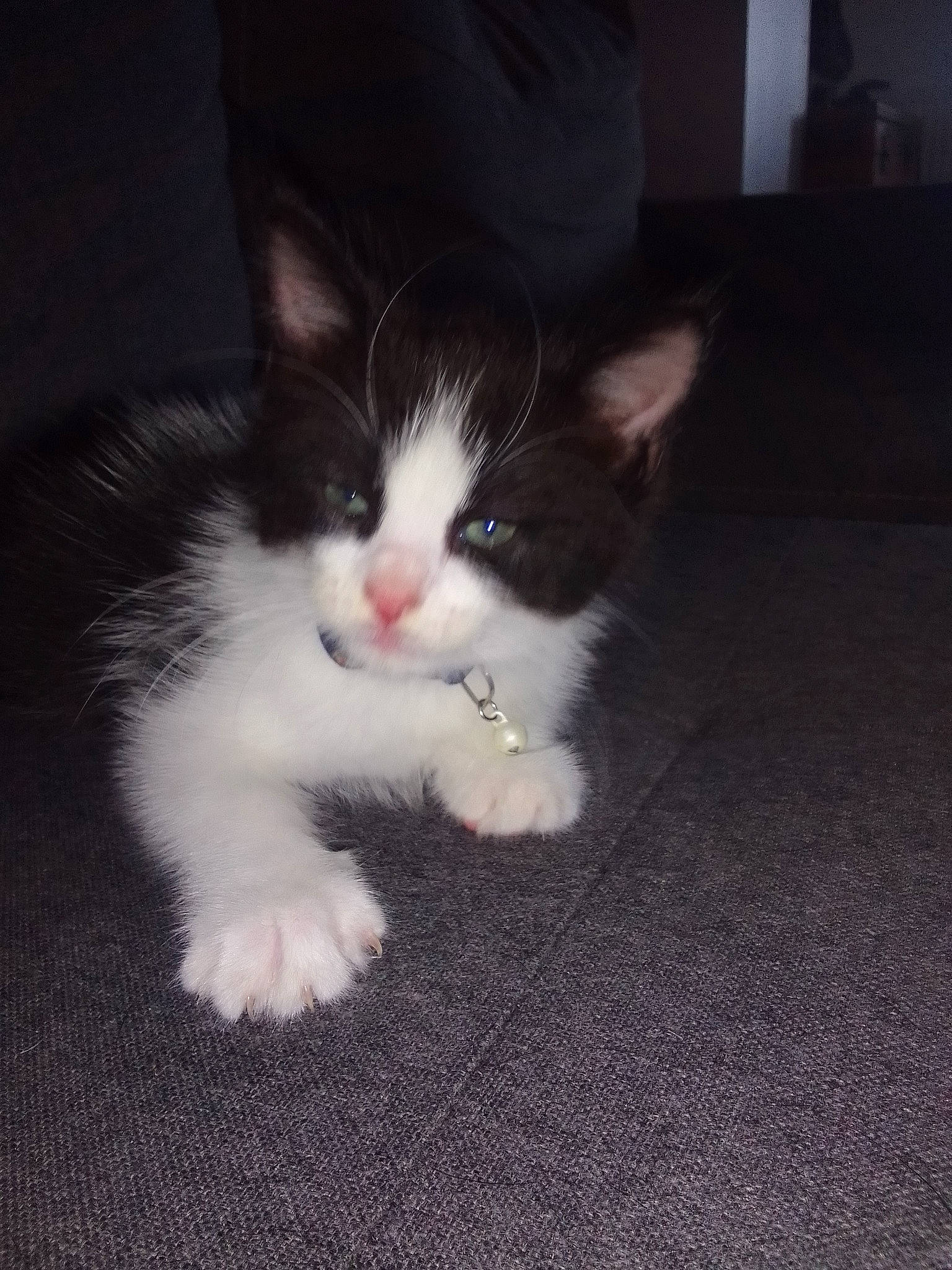 Homer a rejoint le concours — aidez-le/la à gagner de superbes lots ! carnivore, cat, comfort, darkness, domestic_short_haired_cat, eye, felidae, flooring, foot, fur, hardwood, human_leg, leg, paw, sitting, small_to_medium_sized_cats, snout, tail, whiskers