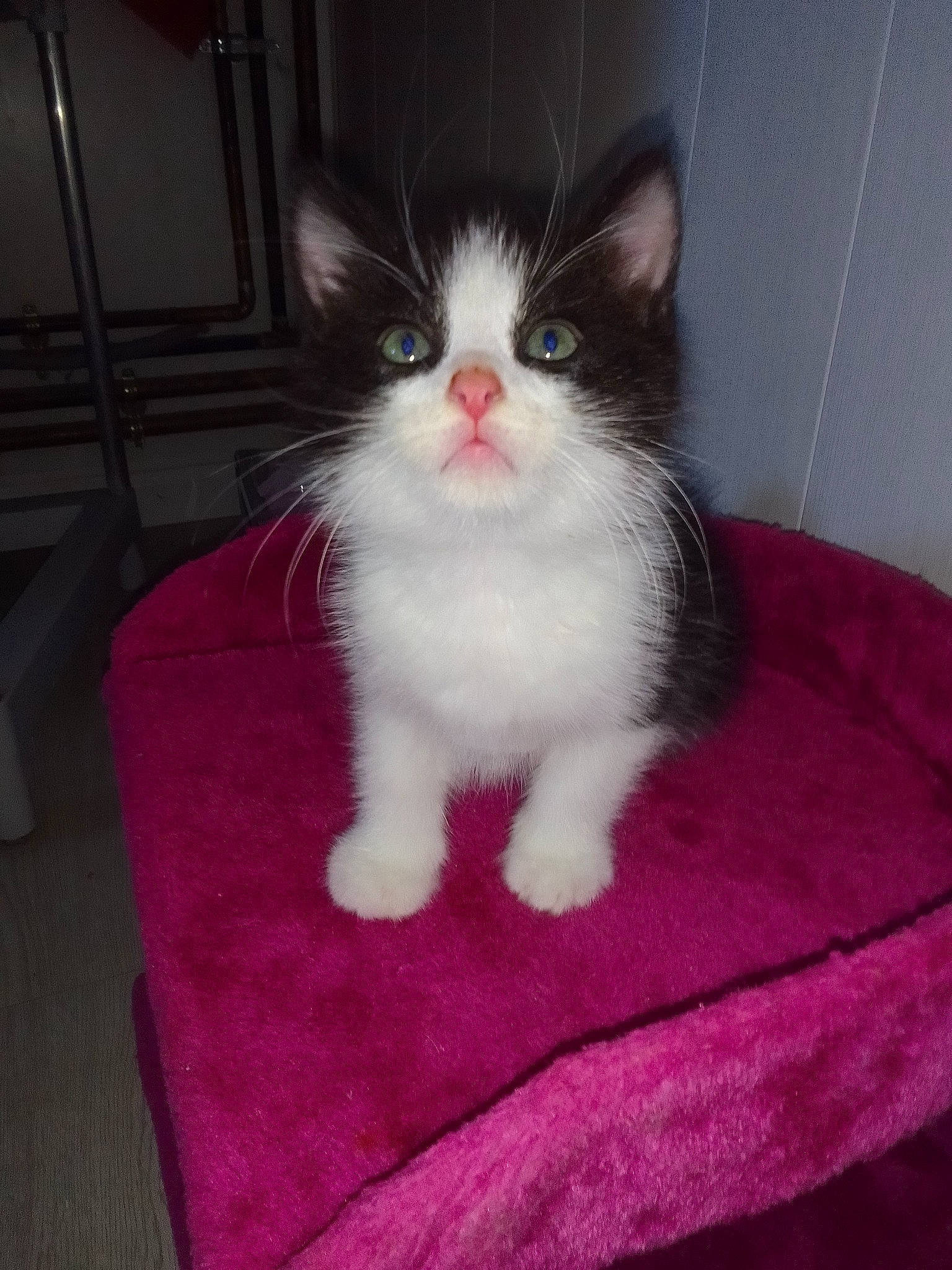 Homer participe au concours pour gagner de l'argent avec cette photo : box, carnivore, cat, comfort, domestic_short_haired_cat, eye, felidae, flooring, foot, fur, hair, head, human_body, iris, leg, paw, small_to_medium_sized_cats, snout, tail, whiskers