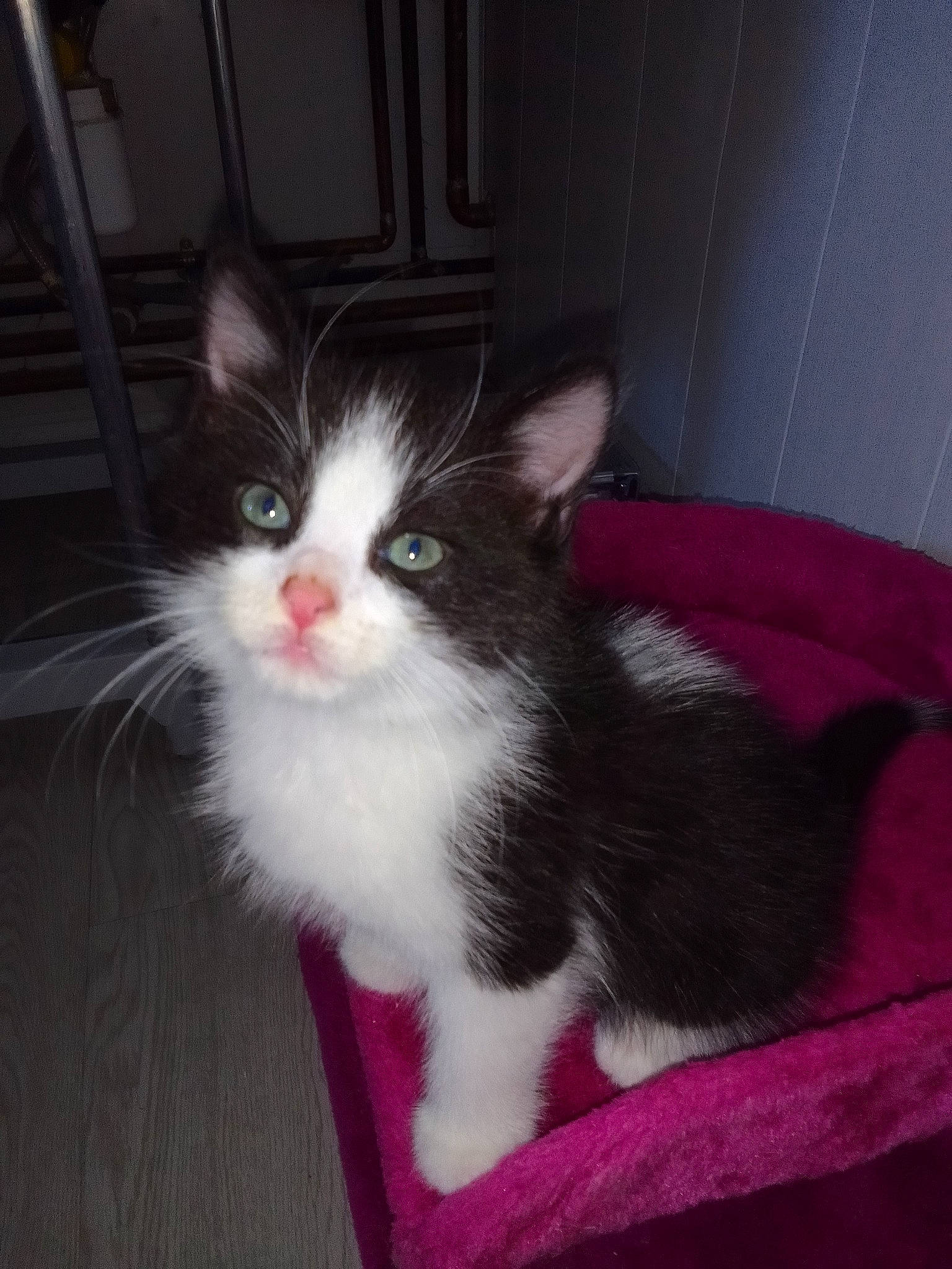 Homer participe au concours pour gagner de l'argent avec cette photo : carnivore, cat, domestic_short_haired_cat, eye, felidae, flooring, fur, hardwood, paw, small_to_medium_sized_cats, snout, tail, whiskers, wood