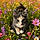 Cleo