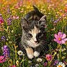 Cleo joined the competition — help win amazing prizes! kitten, cat, wildflowers, meadow, nature, outdoor, animal, cute, flora, colorful, greenery, pink_flower, purple_flower, daisy, grass, sunlight, young_animal, pet, closeup, curious
