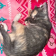 Cleo is registered to the contest to win money with this photo: kitten, sleeping, cat, pet, feline, fur, paw, blanket, pink, patterned, cozy, cute, animal, resting, domestic_animal, soft, indoor, young, adorable, relaxed