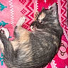 kitten, sleeping, cat, pet, feline, fur, paw, blanket, pink, patterned, cozy, cute, animal, resting, domestic_animal, soft, indoor, young, adorable, relaxed