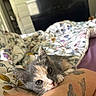 Cleo is registered to the contest to win money with this photo: kitten, cat, tattoo, arm, bed, blanket, floral_pattern, indoor, pet, cute, animal, resting, closeup, fur, whiskers, sleepy, cozy, domestic, young, relaxing