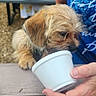 Ryder joined the competition — help win amazing prizes! bench, brown_dog, casual, cup, daytime, dog, drinking, furry, hand, human, outdoor, people, pet, picnic_table, puppy, relaxed, social_gathering, summer, sunflower_dress, table