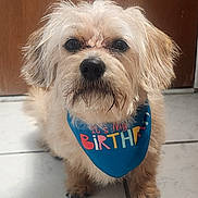 Ryder is registered to the contest to win money with this photo: adorable, animal, birthday_bandana, brown_door, canine, celebration, close_up, companion, cute, dog, domestic, fur, house, indoor, looking_at_camera, pet, portrait, scruffy_dog, small_dog, tile_floor