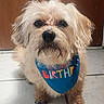 adorable, animal, birthday_bandana, brown_door, canine, celebration, close_up, companion, cute, dog, domestic, fur, house, indoor, looking_at_camera, pet, portrait, scruffy_dog, small_dog, tile_floor