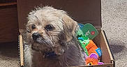 Ryder joined the competition — help win amazing prizes! adorable, animal, brown_fur, cardboard_box, carpet, collar, cute, dog, domestic, furry, household, indoor, looking_away, pet, playful, puppy, sitting, small_dog, toy, young_dog