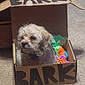 adorable, animal, brown_fur, cardboard_box, carpet, collar, cute, dog, domestic, furry, household, indoor, looking_away, pet, playful, puppy, sitting, small_dog, toy, young_dog