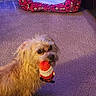 Ryder is registered to the contest to win money with this photo: animal, canine, carpet, cute, dog, dog_bed, floor, fur, furniture, home, indoor, living_room, looking, mouth, pet, playing, red, small_dog, toy, white