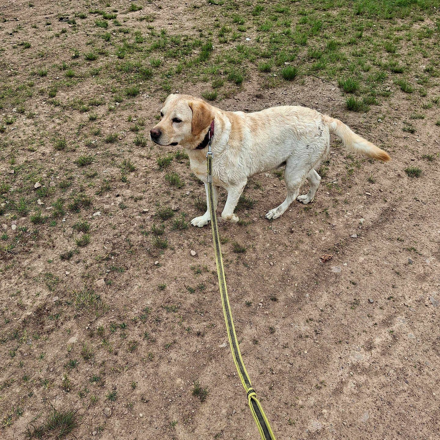 Stella