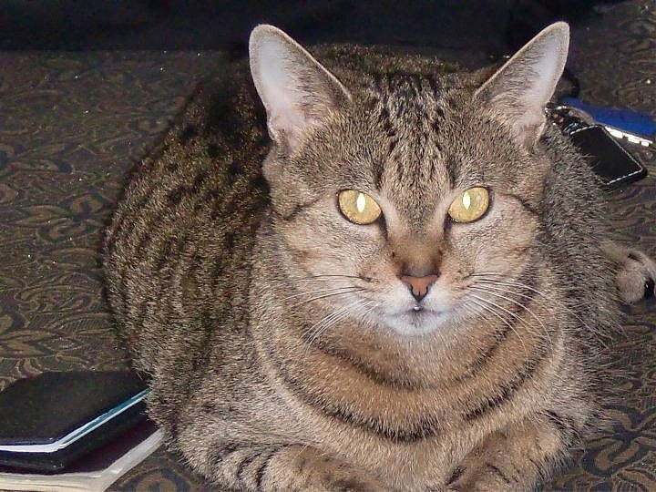 Baya participe au concours pour gagner de l'argent avec cette photo : carnivore, cat, domestic_short_haired_cat, felidae, fur, grey, small_to_medium_sized_cats, snout, terrestrial_animal, whiskers, wildlife