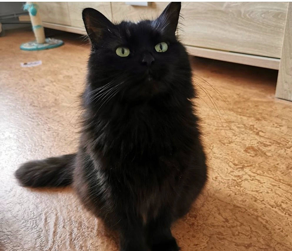 Frimousse a rejoint le concours — aidez-le/la à gagner de superbes lots ! black_cat, bombay, carnivore, cat, claw, domestic_short_haired_cat, felidae, floor, flooring, fur, hardwood, paw, sitting, small_to_medium_sized_cats, snout, tail, terrestrial_animal, whiskers, window, wood