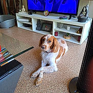 Caline participe au concours pour gagner de l'argent avec cette photo : adult, animal, architecture, building, canine, computerhardware, dog, electronics, entertainmentcenter, female, furniture, hardware, indoors, livingroom, monitor, person, pet, room, screen, tv