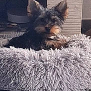 Caramel participe au concours pour gagner de l'argent avec cette photo : dog, pet_bed, indoor, floor, furniture, curious, small_dog, ears, cozy, resting, fluffy, home, animal, cute, relaxed, carpet, table, living_room, wood, comfort