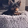 dog, pet_bed, indoor, floor, furniture, curious, small_dog, ears, cozy, resting, fluffy, home, animal, cute, relaxed, carpet, table, living_room, wood, comfort