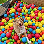 Azel participe au concours pour gagner de l'argent avec cette photo : animal, ball_pit, blue_eyes, colorful_balls, cute, dog, fun, fur, grass, happy, outdoor, pet, play, playful, puppy, smiling, summer, tongue_out, toy, wooden_structure
