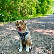 Azel a rejoint le concours — aidez-le/la à gagner de superbes lots ! animal, cute, dog, forest, greenery, happy, harness, nature, outdoor, path, pet, puppy, sitting, smiling, summer, sunlight, tongue_out, trail, walking_leash, young_dog