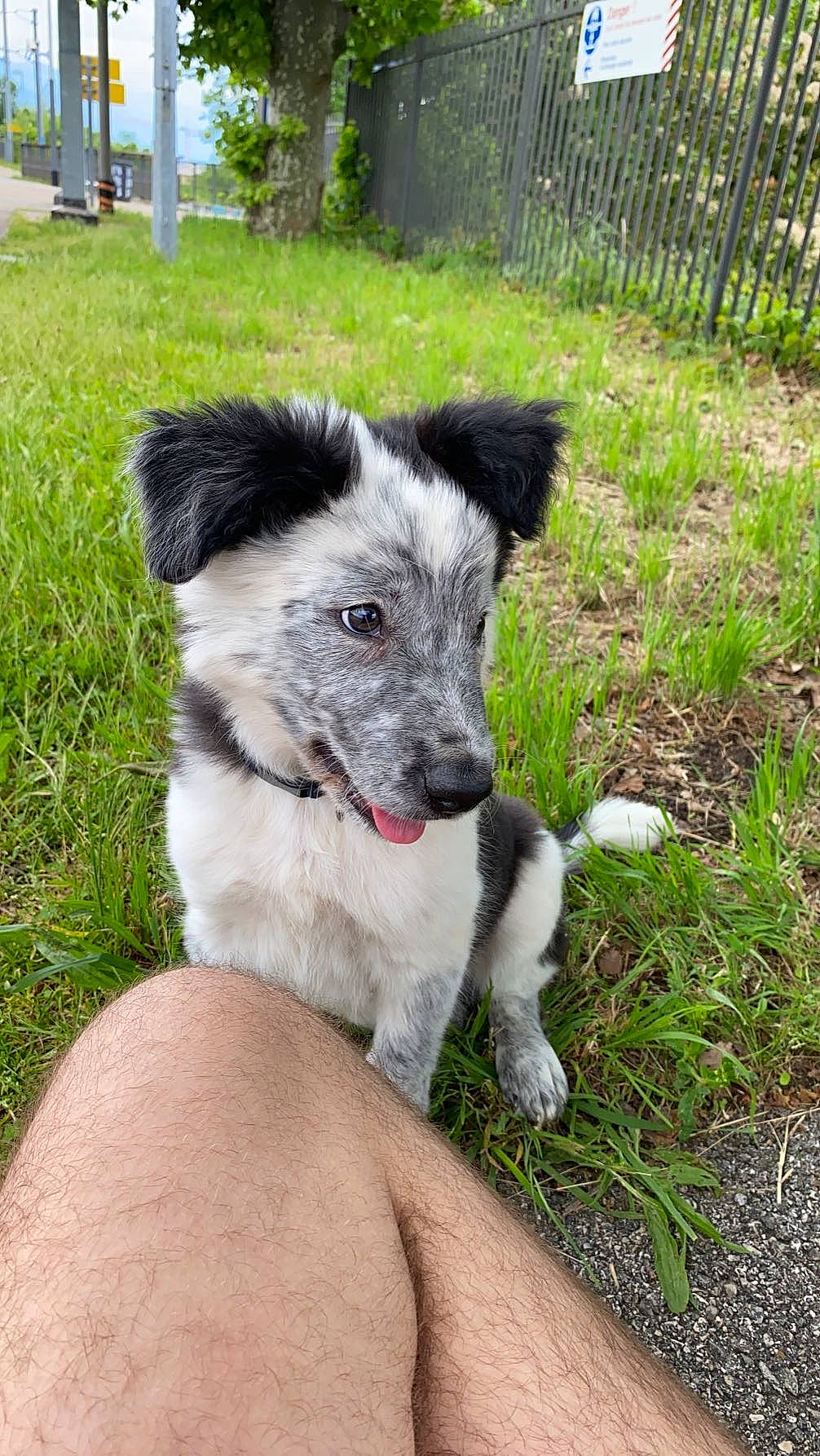 Usher participe au concours pour gagner de l'argent avec cette photo : canidae, carnivore, companion_dog, dog, dog_breed, fence, fur, grass, herding_dog, plant, snout, sporting_group, tail, terrestrial_animal, terrier, tree, working_animal, working_dog