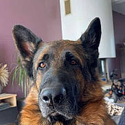Sunny a rejoint le concours — aidez-le/la à gagner de superbes lots ! animal, bike, black, brown, calm, canine, dog, ears, face, floor, fur, furniture, furry, german_shepherd, houseplant, indoor, lamp, pet, portrait, wall