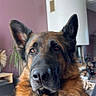 animal, bike, black, brown, calm, canine, dog, ears, face, floor, fur, furniture, furry, german_shepherd, houseplant, indoor, lamp, pet, portrait, wall