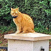 Syrus a rejoint le concours — aidez-le/la à gagner de superbes lots ! animal, cat, collar, cute, daylight, foliage, fur, garden, ginger_cat, greenery, leafy, mammal, nature, outdoor, pet, portrait, relaxed, sitting, stone_pedestal, whiskers