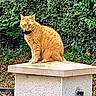 animal, cat, collar, cute, daylight, foliage, fur, garden, ginger_cat, greenery, leafy, mammal, nature, outdoor, pet, portrait, relaxed, sitting, stone_pedestal, whiskers