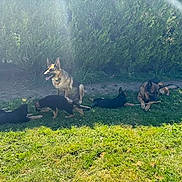 Taylia participe au concours pour gagner de l'argent avec cette photo : dog, german_shepherd, puppy, grass, sunlight, outdoor, pets, nature, greenery, playful, canine, animal, sunny, backyard, resting, group, summer, young_dog, mammal, leaves