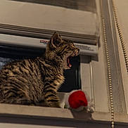 Koda joined the competition — help win amazing prizes! kitten, tabby, cat, yawning, indoor, windowsill, toy, santa_hat, fur, pet, animal, mammal, cute, small, sleepy, feline, domestic, whiskers, mouth_open, window