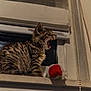 kitten, tabby, cat, yawning, indoor, windowsill, toy, santa_hat, fur, pet, animal, mammal, cute, small, sleepy, feline, domestic, whiskers, mouth_open, window