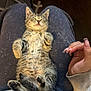 kitten, cat, sleeping, lap, hand, furry, relaxed, pet, cozy, clothing, person, nails, indoor, cute, tabby, fur, resting, soft, animal, comfort