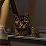 kitten, cat, tabby, pet, animal, cute, indoor, container, gray, fur, whiskers, ears, eyes, face, young, small, cozy, domestic, feline, resting