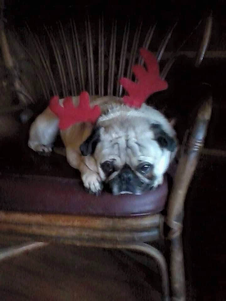 Chummily joined the competition — help win amazing prizes! canidae, carnivore, chair, comfort, companion_dog, dog, dog_breed, fawn, felidae, fur, hardwood, pug, snout, sporting_group, terrestrial_animal, toy_dog, whiskers, wood, working_animal, wrinkle