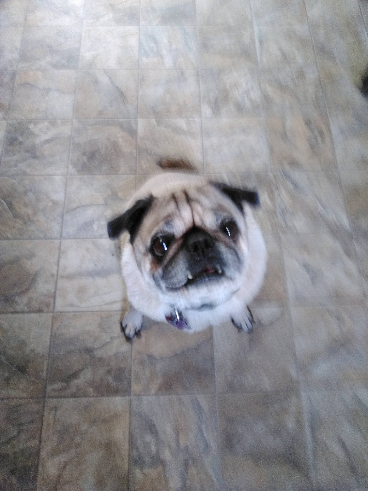 Chummily is registered to the contest to win money with this photo: canidae, carnivore, companion_dog, dog, dog_breed, dog_supply, fawn, flooring, fur, hardwood, pug, snout, sporting_group, tail, tile_flooring, toy_dog, whiskers, wood, working_animal, wrinkle