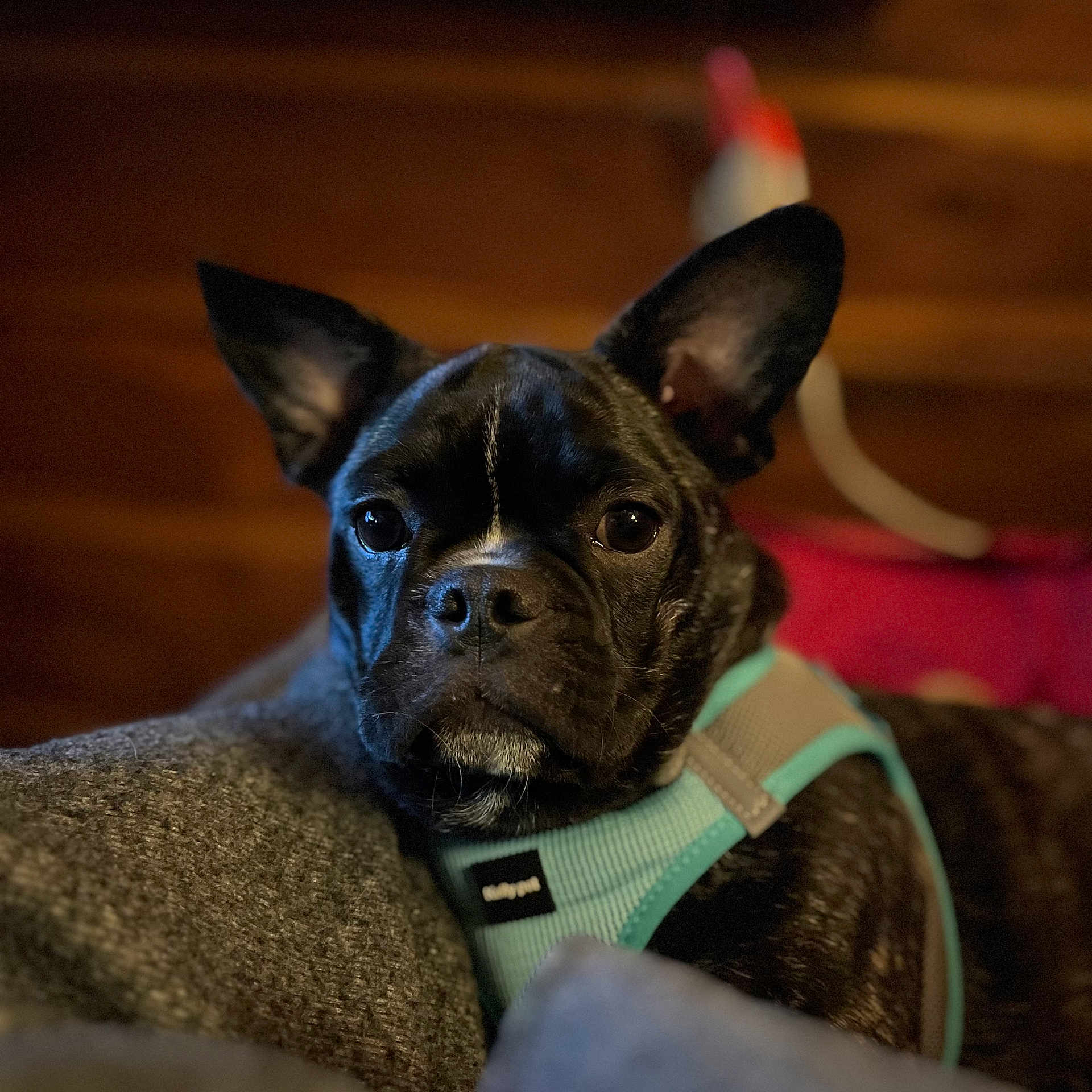 Toby Onekanobe is registered to the contest to win money with this photo: animal, black_dog, blanket, canine, close_up, cozy, cute, dog, domestic_animal, ears, face, fur, harness, indoors, looking_at_camera, pet, portrait, puppy, resting, wooden_background