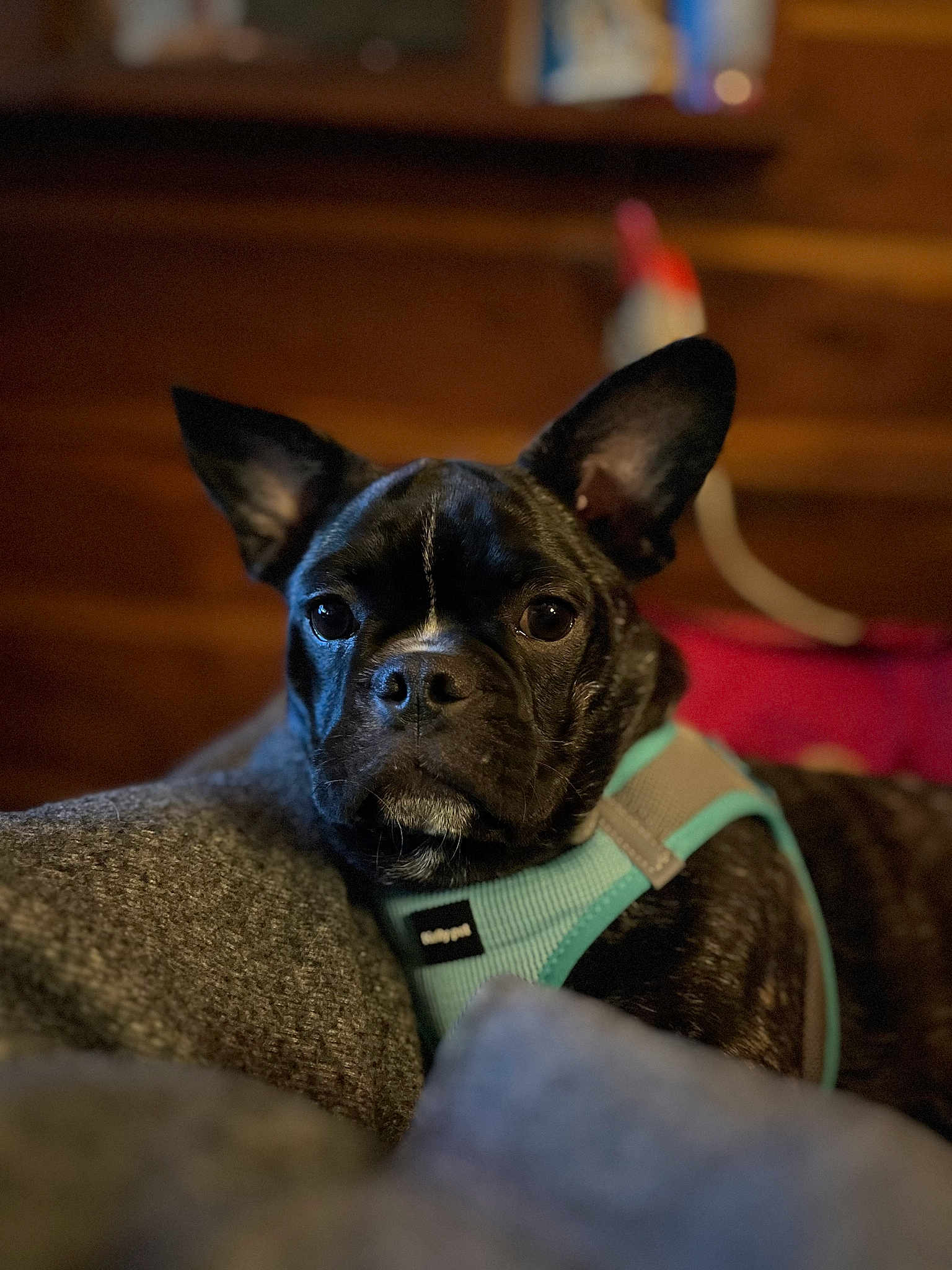 Toby Onekanobe is registered to the contest to win money with this photo: dog, black_dog, pet, canine, puppy, close_up, indoors, blanket, harness, cozy, wooden_background, fur, ears, face, portrait, animal, cute, resting, looking_at_camera, domestic_animal