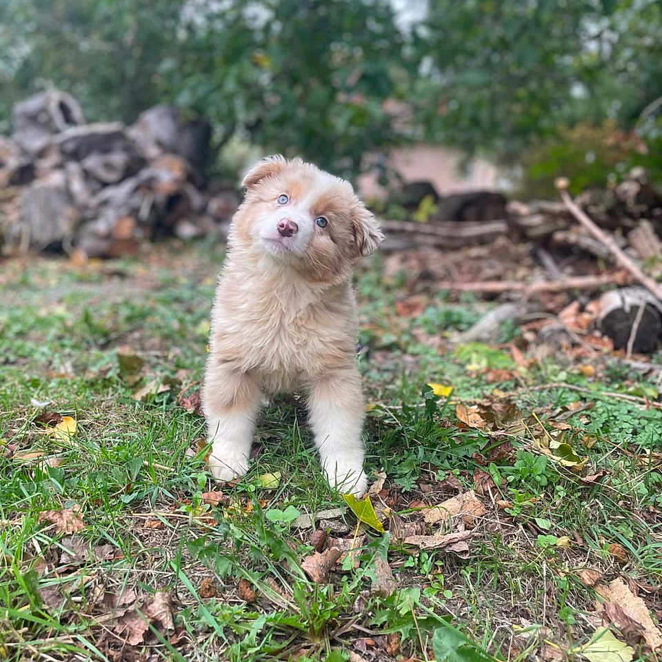 Akon participe au concours pour gagner de l'argent avec cette photo : animal, autumn_leaves, background_blur, blue_eyes, canine, curious, cute, dog, fluffy, fur, grass, greenery, head_tilt, logs, nature, outdoor, pet, playful, puppy, young_dog
