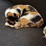 Callie joined the competition — help win amazing prizes! cat, calico, sleeping, curled_up, feline, pet, animal, couch, indoor, fur, resting, cozy, comfortable, black, white, orange, tail, paw, quiet, relaxed