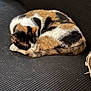 cat, calico, sleeping, curled_up, feline, pet, animal, couch, indoor, fur, resting, cozy, comfortable, black, white, orange, tail, paw, quiet, relaxed