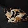 Callie joined the competition — help win amazing prizes! cat, calico_cat, pet, animal, feline, resting, couch, indoor, fur, whiskers, ears, tail, relaxed, comfortable, domestic_animal, closeup, texture, black_background, laying, cute