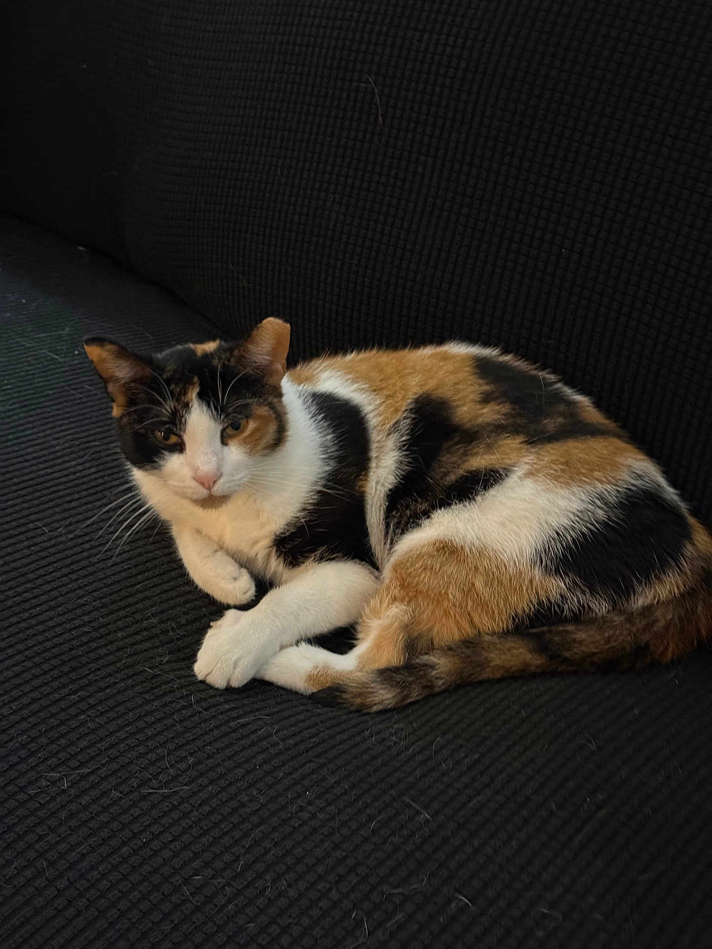 Callie