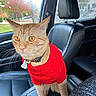 animal, autumn, car, car_interior, cat, collar, fashionable, funny, green_eyes, indoors, name_tag, neighborhood, orange_cat, pet, portrait, red_sweater, seated, short_hair, trees, whiskers