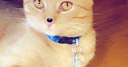 Seuz joined the competition — help win amazing prizes! blue_collar, cat, christmas, close_up, collar, cream_fur, digital_effects, festive, front_view, green_eyes, holiday_filter, indoor, kitten, lying_down, merry_christmas, pet_tag, reindeer_antlers, sitting, whiskers, wooden_floor