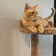 Seuz is registered to the contest to win money with this photo: animal, cat, cat_tree, curled_tail, cute, ears, feline, fur, furniture, ginger_cat, home, indoors, lounging, pet, portrait, relaxed, scratching_post, side_view, sitting, whiskers