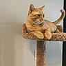 animal, cat, cat_tree, curled_tail, cute, ears, feline, fur, furniture, ginger_cat, home, indoors, lounging, pet, portrait, relaxed, scratching_post, side_view, sitting, whiskers
