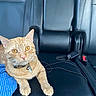 animal, blue_blanket, car, car_seat, cat, collar, ears, eyes, indoors, leather, orange_cat, pet, portrait, road_trip, seat_belt, sitting, tabby, tag, vehicle, whiskers