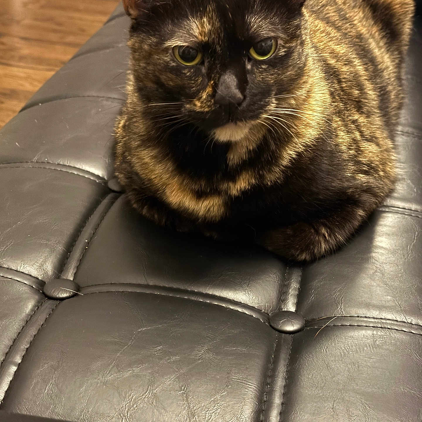 Petunia