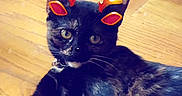 Petunia joined the competition — help win amazing prizes! animal, antlers, black_cat, cat, christmas, cute, eyes, festive, fur, headwear, holiday, indoor, kitten, lying_down, pet, portrait, relaxed, text_overlay, whiskers, wooden_floor